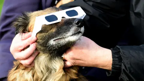 Getty Images A dog with brown and black fur is wearing a pair of white eclipse glasses with dark lenses. The dog is being gently held by a person in a black jacket and another person in a purple jacket. The dog's face is relaxed, and the image appears to be taken outdoors during a solar eclipse event.