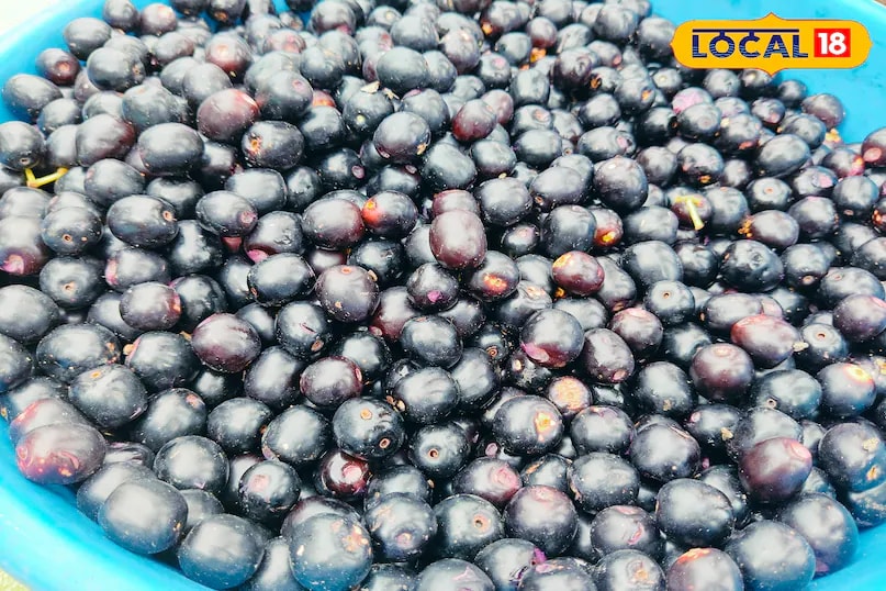 One of the first fruits to appear after the initial monsoon showers is jamun (Indian blackberry). It has a short season and remains available for only a few days, yet its demand in the markets is quite high. Jamun is known for its health benefits, particularly in managing fatty liver, diabetes, and digestive issues such as gas. (News18 Hindi)