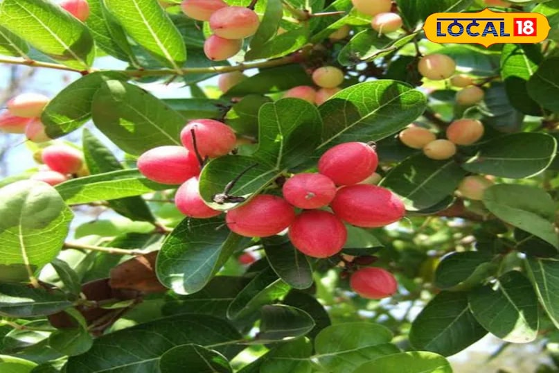 In states like Uttar Pradesh, Madhya Pradesh, and Haryana, karonda pickle still holds a special place in traditional meals. It is not unusual to see children happily polishing off several rotis with just a helping of this pickle and a bit of homemade butter - showing how such local produce continues to add flavour to everyday life. (News18 Hindi)
