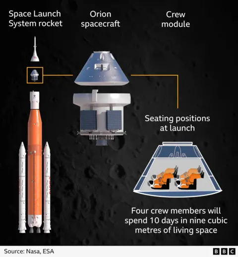 An illustration showing how the Artemis II astronauts will be arranged in the Orion crew module at launch. The four astronauts sit reclined, in two rows of two, facing up with their backs to the ground. During the mission the four crew members will spend ten days in around nine cubic metres of living space. The image shows that the crew module makes up around half of the Orion spacecraft - with the service module being around the same size - and that, on the launchpad, Orion is only a small section of the 98 metre (320ft) Space Launch System rocket.