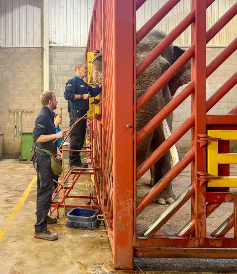 Victoria Gill/BBC A large, male elephant stands behind a red, barred fence, while a vet on the other side of the fence takes a blood sample from the elephant's ear. The elephant has been trained to present his ear to a door in the fence, so that the vet, who is standing on a step ladder in order to reach the height of the elephant's head, can access the animal.