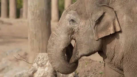 Kevin Church/BBC A female elephant - open-mouthed and photographed from the side - curls her trunk behind her head.