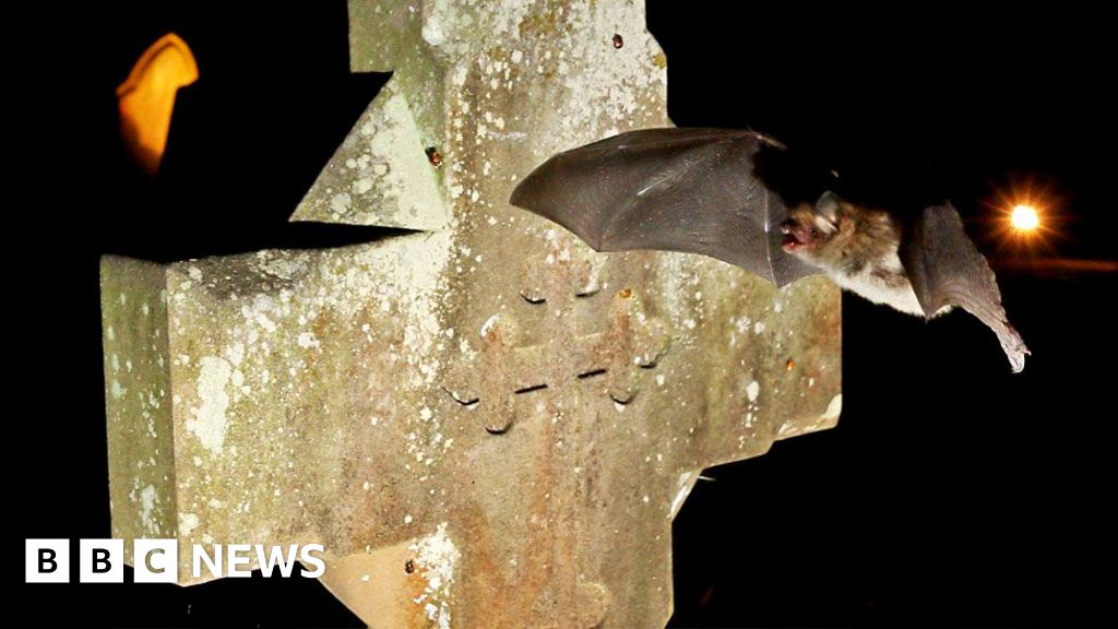 Bats-are-seeking-sanctuary-in-churches.jpg