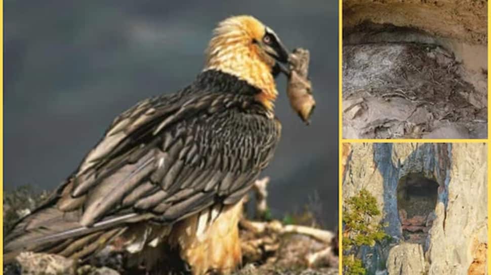 Birds-Nests-Or-Secret-Treasures-Scientists-Discover-650-Year-Old-Bearded-Vulture.jpg