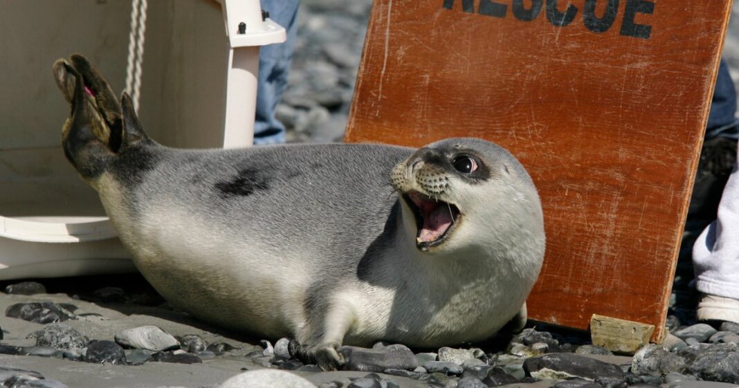 New-list-of-threatened-species-includes-arctic-seals-majority-of.jpg