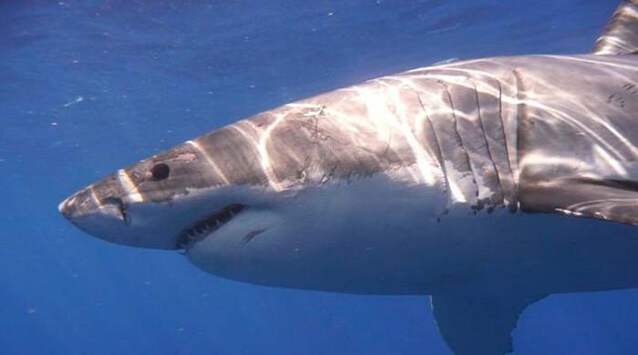 Shark-bite‑resistant-wetsuits-could-cut-severe-injuries-study.jpg