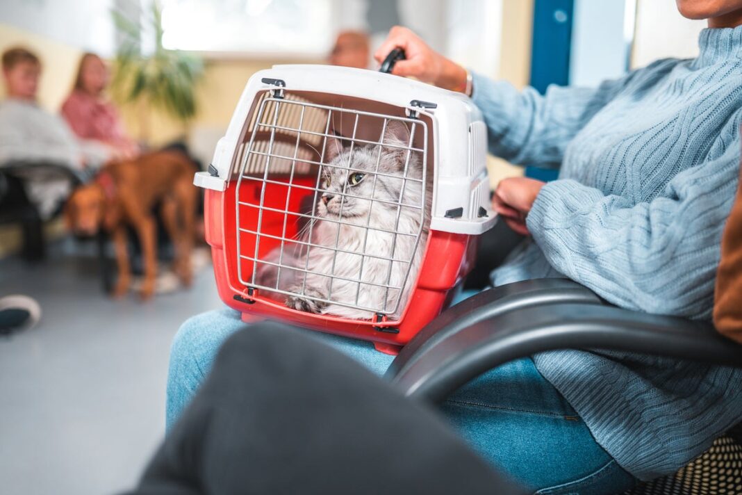 The-eight-ways-to-tell-if-your-cat-has-dementia.jpeg