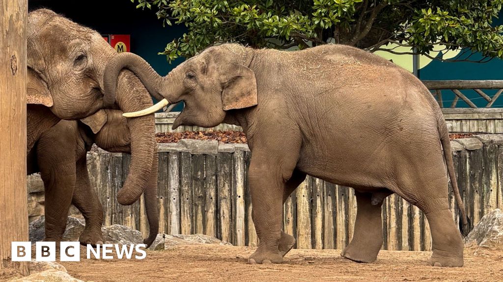 Vaccine-breakthrough-for-deadly-elephant-virus.jpg
